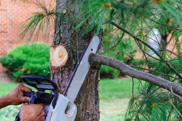 Professional Tree Care  in Earlysville, VA